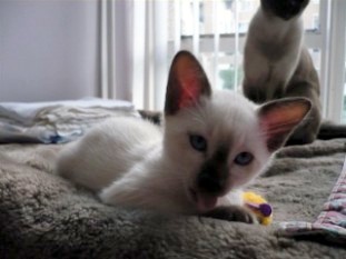 2010_shytara_BB_semaine8_2_Chula Chomklao.JPG